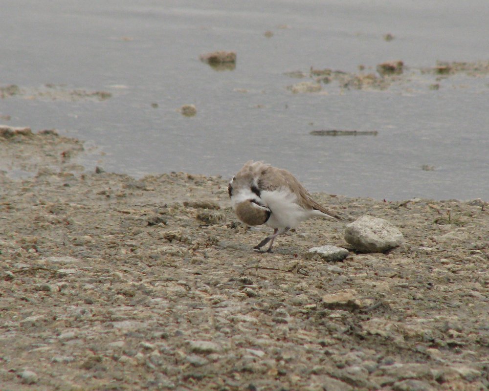IMG_1715_Snowy_Plover_Crop.thumb.jpg.cf4f8d7b7e129ce8abe8d16f8adb8201.jpg