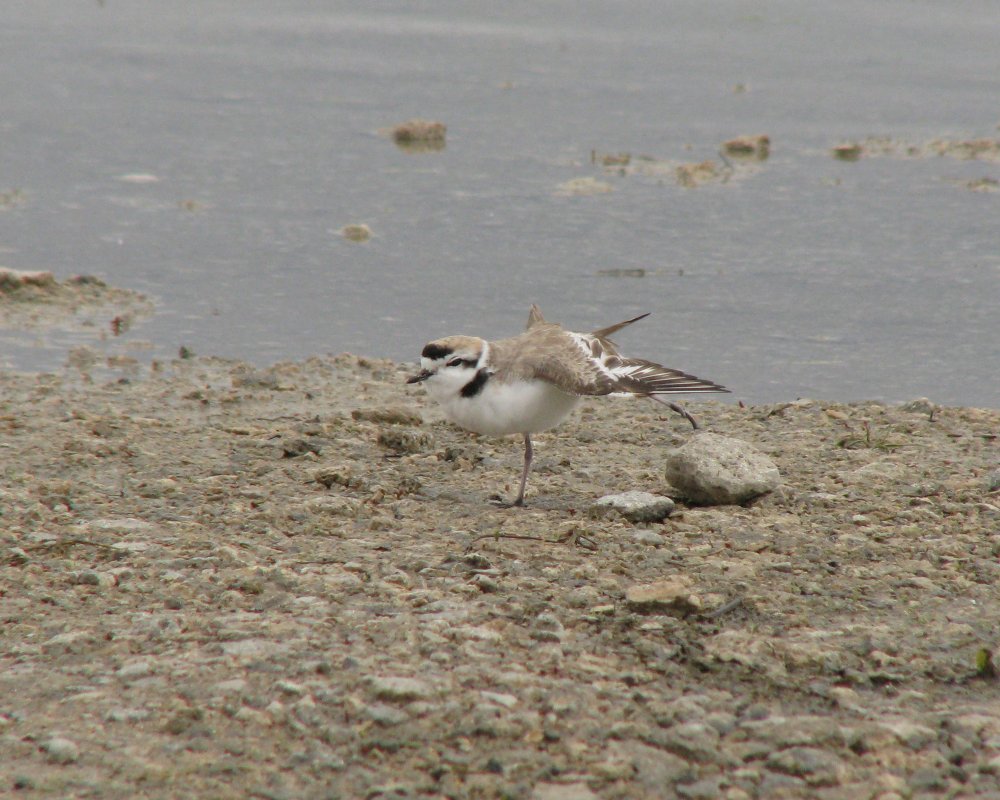 IMG_1744_Snowy_Plover_Crop.thumb.jpg.b61c8b921aad76980b92e9d9b49c45c5.jpg