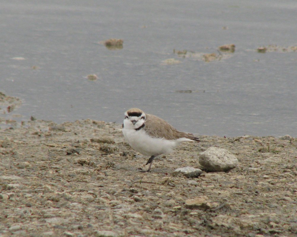 IMG_1746_Snowy_Plover_Crop.thumb.jpg.935f137d84557ad18098415fc85ac0a4.jpg