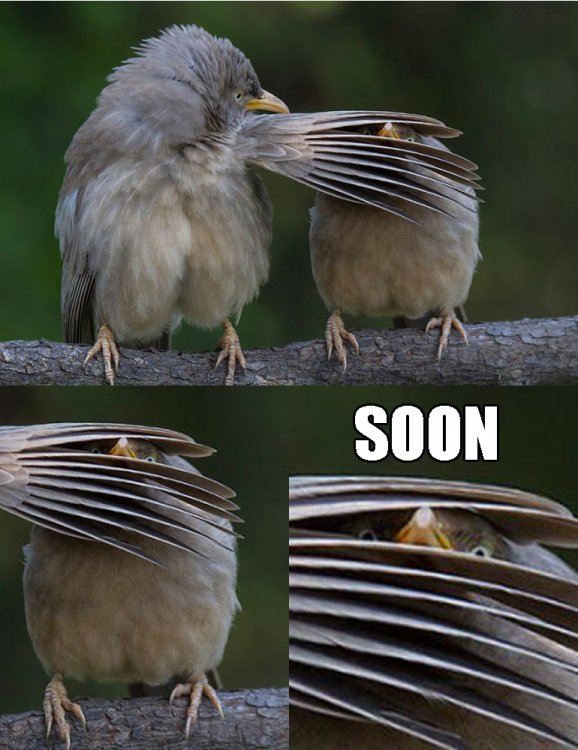5928efb588e1b_BirdsSOON.thumb.jpg.962d30bb6d58e24b77bcff77d4cc18af.jpg