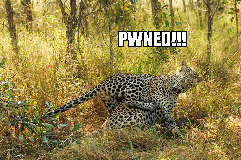 5928efb6c00a4_LeopardPWNED.jpg.e5905ca76eb76c9495043f9960ce61ab.jpg