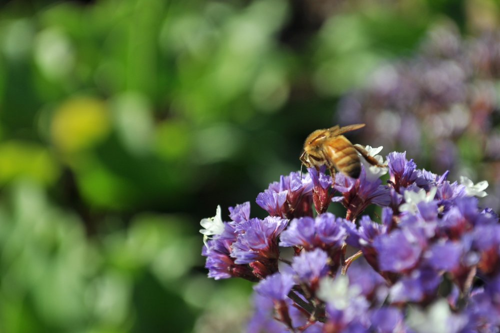 DSC_0171.thumb.JPG.0811be63a8a07e32c8790253245d459b.JPG