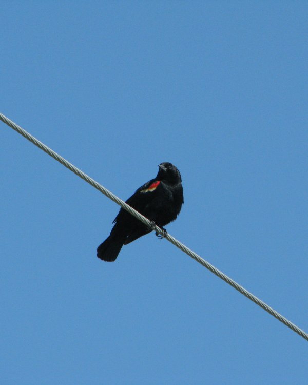 IMG_0005_RWBB_Crop.thumb.jpg.b060123ad32eee0b79b922971732f265.jpg