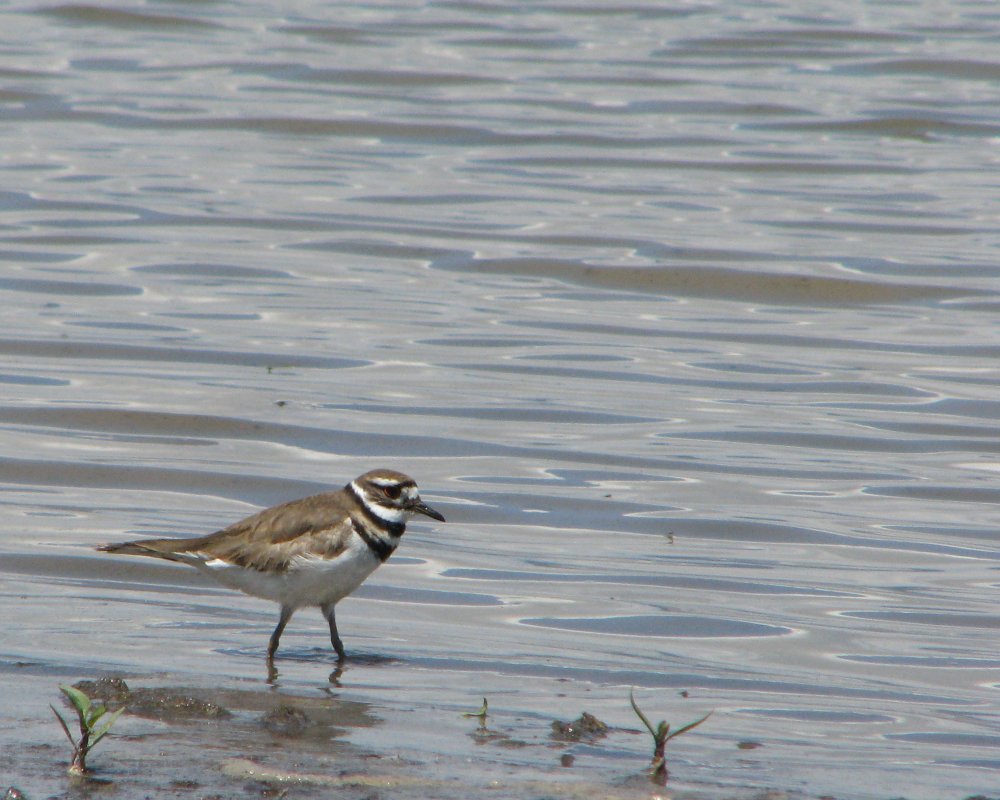 IMG_0050_Killdeer_Crop.thumb.jpg.ddbc06553aee0e061724ebb9cb82623e.jpg