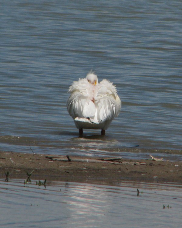 IMG_0079_Crop.thumb.jpg.eebb93056ed29f95f1ae9fd238dc5977.jpg