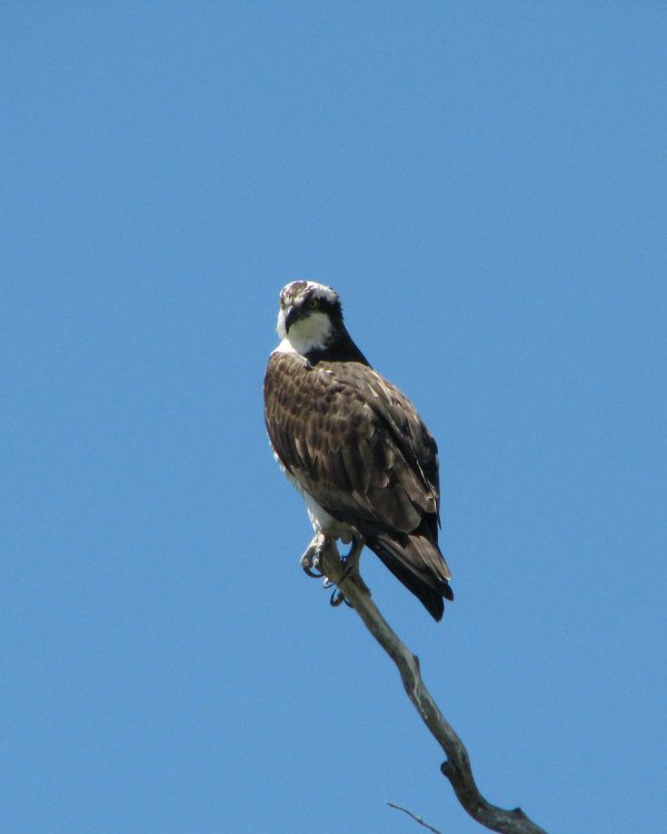 IMG_2131_Osprey_Crop.thumb.jpg.17618154f14236505e64d4c1cb015f45.jpg