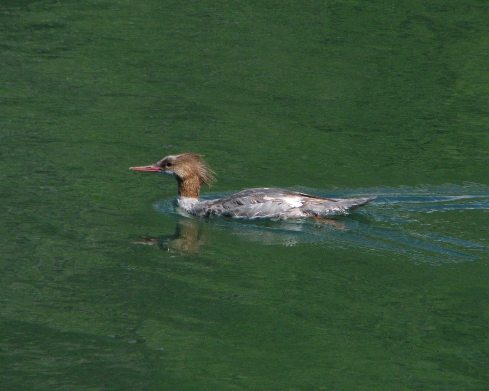 IMG_2211_RB_Merganser_Crop.thumb.jpg.b6c5cb63385de78325bc136606d3a079.jpg