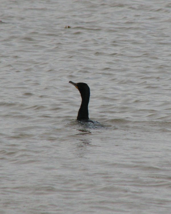 IMG_2473_Cormorant_Crop.thumb.jpg.42061a72046936429f8b30ae31c83e1b.jpg