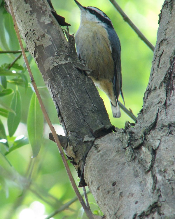 IMG_2605_RB_Nuthatch_Crop.thumb.jpg.1a9e8890abb67a62f97b18269bc6351d.jpg