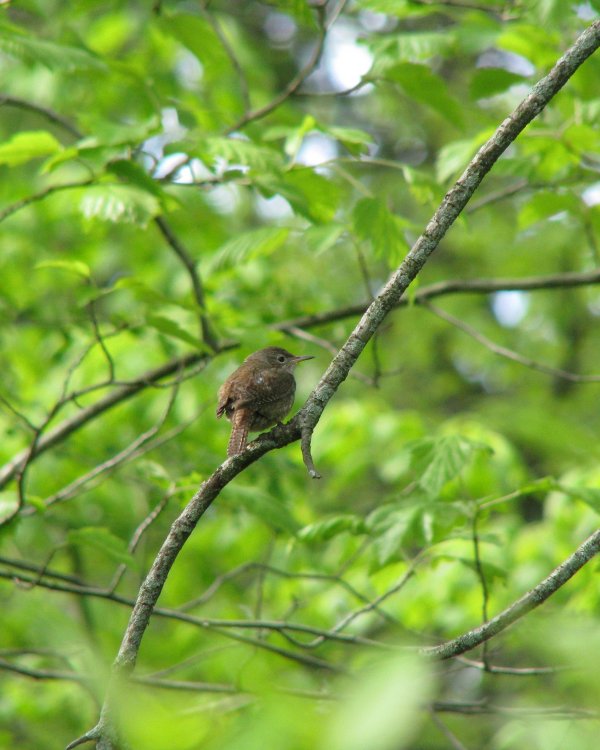 IMG_2615_House_Wren_Crop.thumb.jpg.858eabe0981e5aa4c6fd4fdb9436a742.jpg