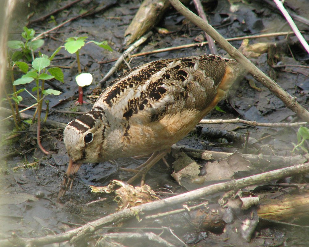IMG_2646_Woodcock_Crop.thumb.jpg.c0834744d28afa5bc81bf081aeba58ee.jpg