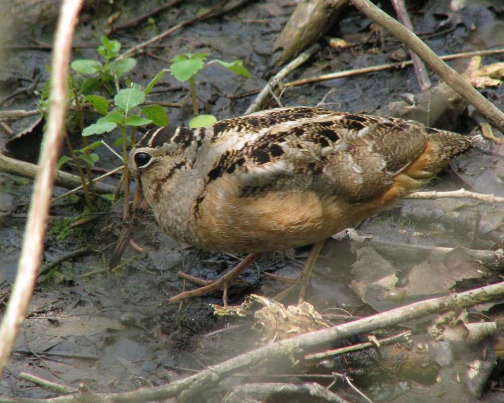 IMG_2647_Woodcock_Crop.thumb.jpg.2456a0f473a88d49d3b76f57ae7045c2.jpg