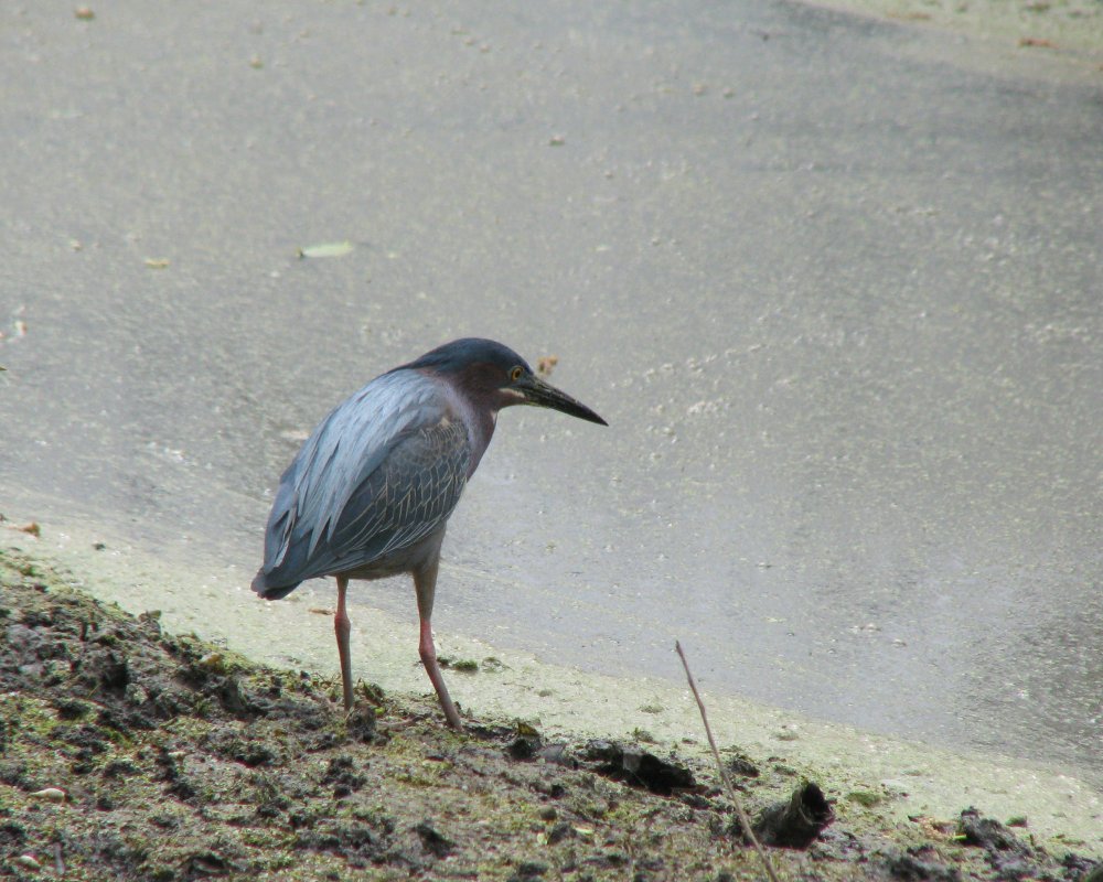 IMG_2684_Green_Heron_Crop.thumb.jpg.8f31e2619c31068749baf7a5d19a8849.jpg