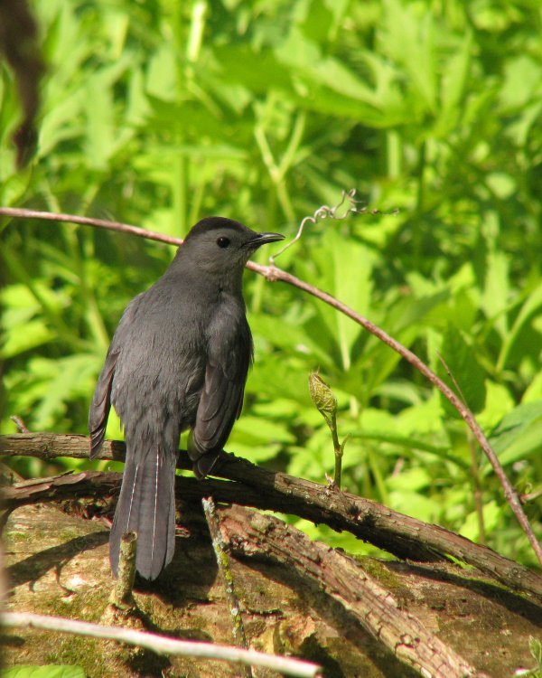 IMG_2701_Catbird_Crop.thumb.jpg.20ae29090be0de4f320fe283fba8ffb2.jpg