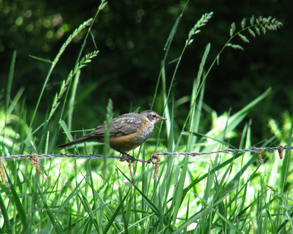 IMG_0269_Robin_Crop_and_Darken.thumb.jpg.00538f997745798d09832d85925145b8.jpg