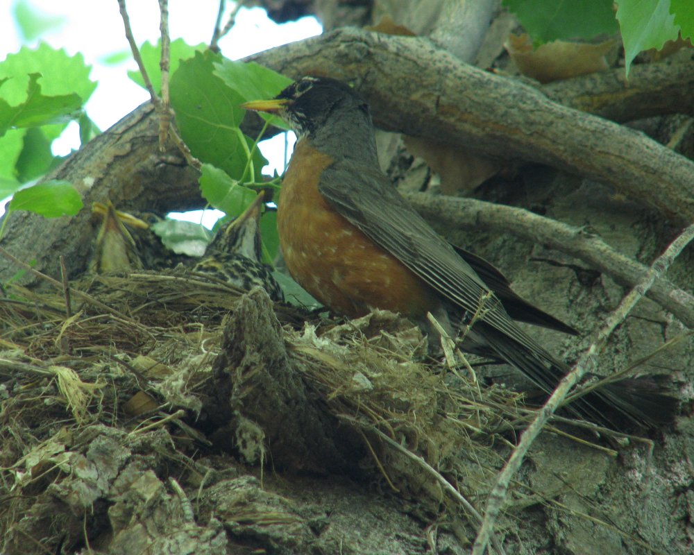 IMG_0273_Robins_Darkened_and_Crop.thumb.jpg.c9b0b53a4bd1bd68983d909a991add69.jpg