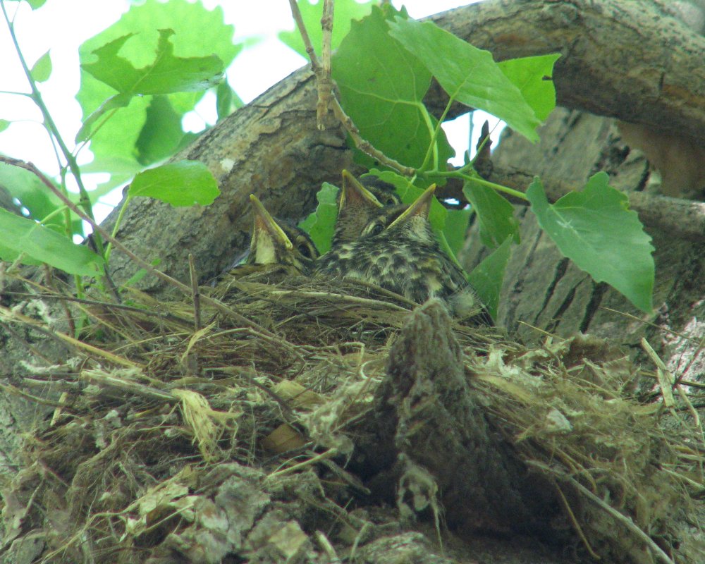 IMG_0290_Robins_Darkened_and_Crop.thumb.jpg.d9b6e78c647b3eda9d602610b586adf5.jpg