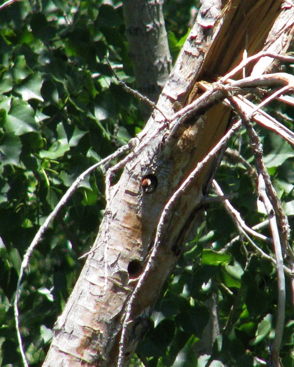 IMG_0299_Downy_Crop_and_Darken.thumb.jpg.0b4e9df6083481fd6c5693b771092e5e.jpg
