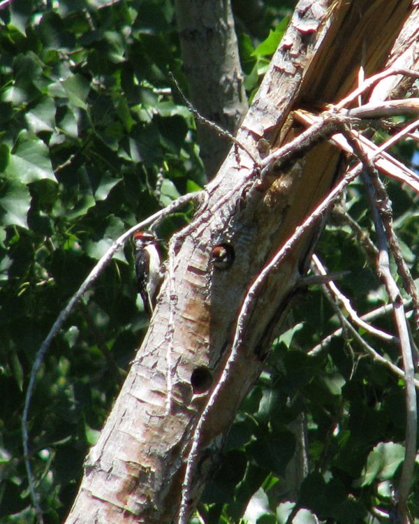 IMG_0308_Downy_Crop_and_Darken.thumb.jpg.18529aef148e74f4ebcfa506e0b8ea73.jpg