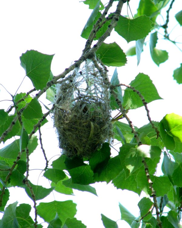 IMG_0350_Oriole_Nest_Darken_and_Crop.thumb.jpg.6c40501e904f0ed3e9c7cce2bef6876f.jpg
