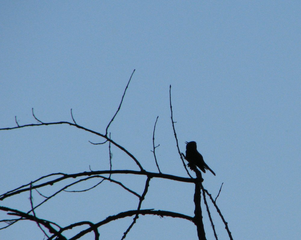 IMG_0455_W_W-Pewee_Crop.thumb.jpg.a030a8de137cfdaf564032ba14ba4799.jpg