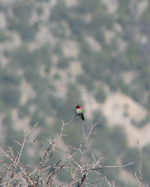 IMG_0511_Broadtailed_Crop.thumb.jpg.9ce2750e8041cc4bcec15d2c8bbd535e.jpg