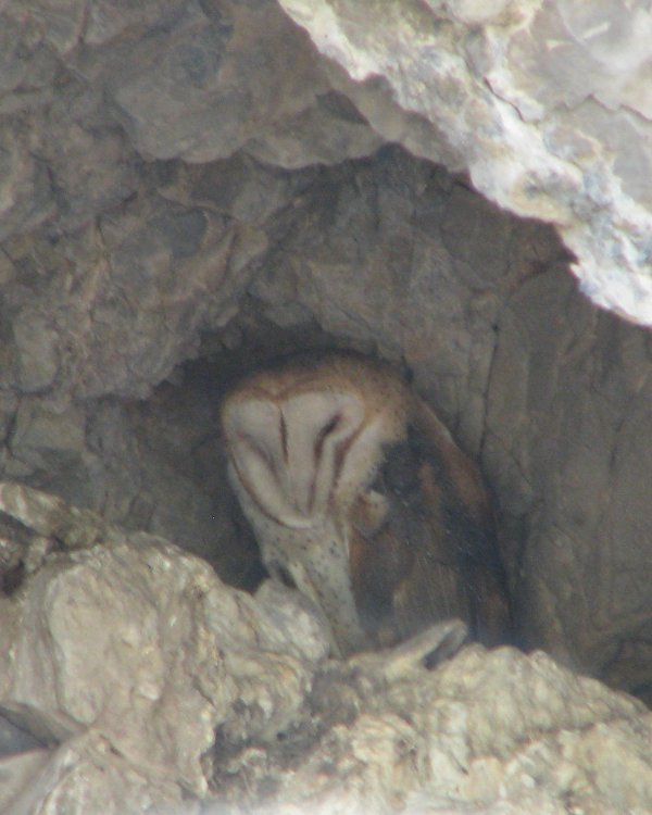 IMG_0516_Barn_Owl_Crop.thumb.jpg.29013130891bb4292b109017fae49f10.jpg