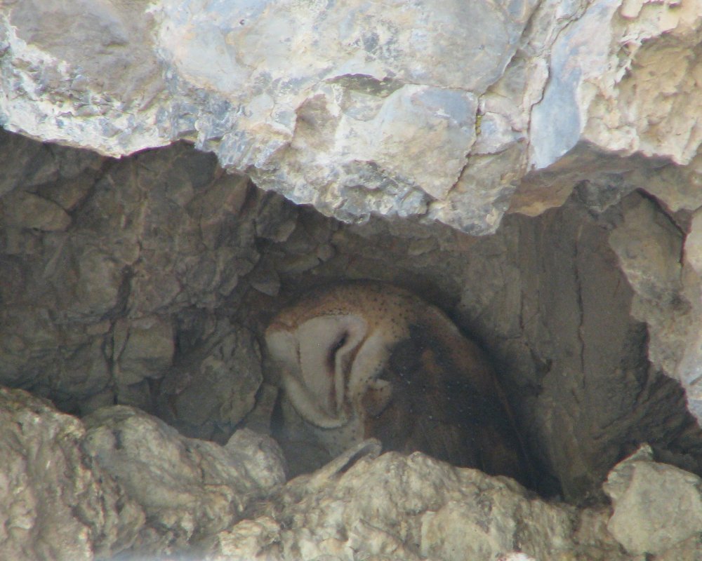 IMG_0518_Barn_Owl_Crop.thumb.jpg.edbd9c44d4bcfe65175d25e909186755.jpg