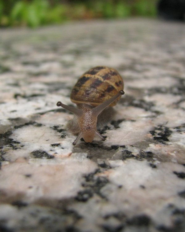 IMG_0532_Snail_Crop.thumb.jpg.b1ba046a556fe6413468838b897a09fb.jpg