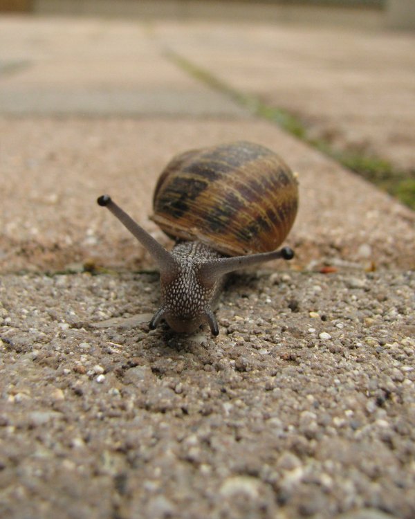 IMG_0539_Snail_Crop.thumb.jpg.537509321bb24237087c2e2d8d55a04c.jpg
