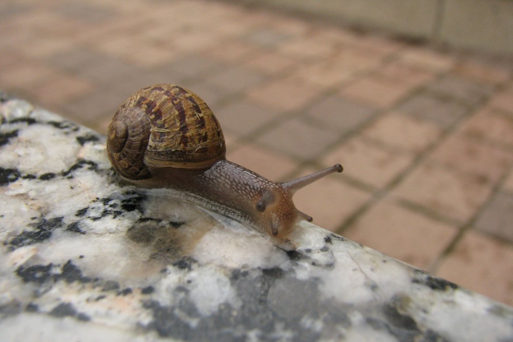 IMG_0547_Snail_Crop.thumb.jpg.646334977c479c2f33b070e2c90eba05.jpg