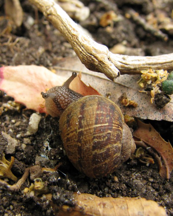 IMG_0553_Snail_Crop.thumb.jpg.98f2bdcb92f14b010f6c9b02b358cdcb.jpg