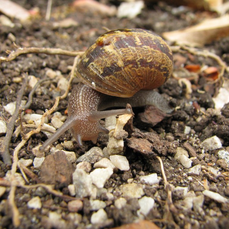 IMG_0556_Snail_Crop.thumb.jpg.e14848a4cfdbc1a68b5dd767209f0ad9.jpg