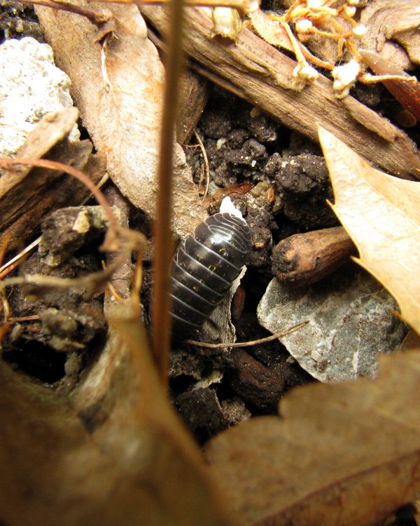 IMG_0563_Pillbug_Crop_and_Darken.thumb.jpg.ee8ce5c814554a410389e2343a0e3c95.jpg