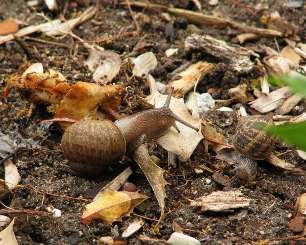 IMG_0568_Snails_Crop_and_Darken.thumb.jpg.b575cf8b583894d7ee8d6bc04a1289cc.jpg