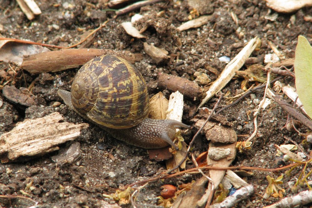 IMG_0586_Snail_Crop.thumb.jpg.e055bc1c49fd1e4d19909acda5e2a1c2.jpg