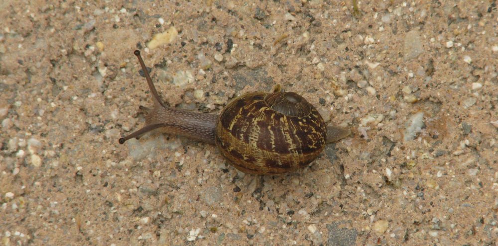 IMG_0592_Snail_Crop.thumb.jpg.c221b676ca9c18eaeb658193190f82e2.jpg
