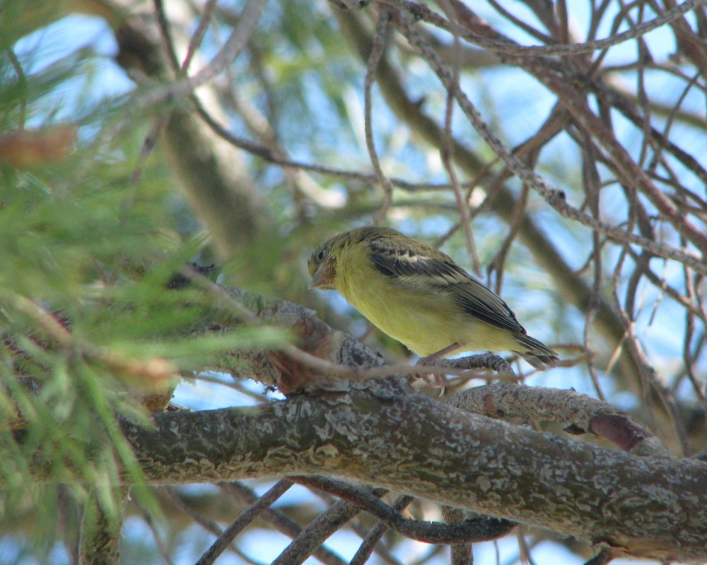 IMG_0596_Lesser_Goldfinch_Crop.thumb.jpg.96e9dfdeee1009c2d3ee3b73b003998c.jpg