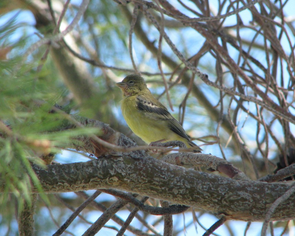 IMG_0598_Lesser_Goldfinch_Crop.thumb.jpg.ed90a8e9e17bd0921dd01dd9cb8471c5.jpg