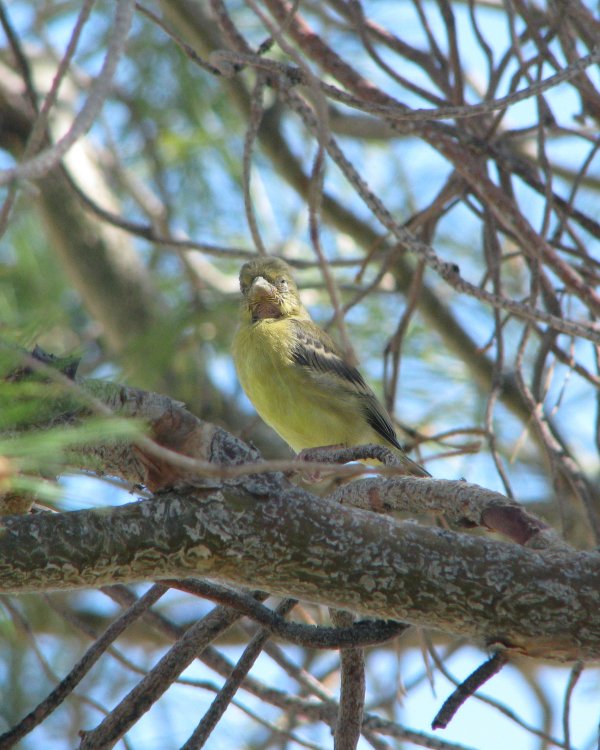 IMG_0599_Lesser_Goldfinch_Crop.thumb.jpg.0dc229b736657c77c3c9b1c2680ece24.jpg