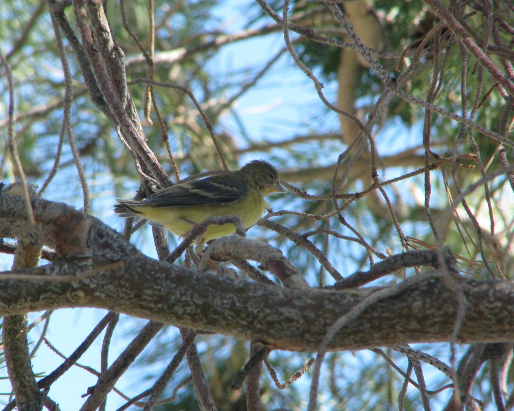 IMG_0614_Lesser_Goldfinch_Crop.thumb.jpg.b18b10419752a9b46f93a5f0696eee7c.jpg