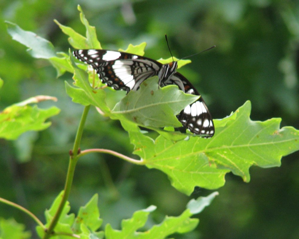IMG_0632_Butterfly_Crop.thumb.jpg.701cd94a2afa08e2feedb60494a1fdfb.jpg