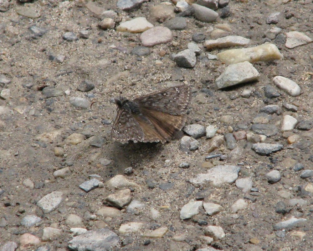 IMG_0639_Duskywing_Crop.thumb.jpg.3c711938cc6c8b9bf764b0b380a55a12.jpg