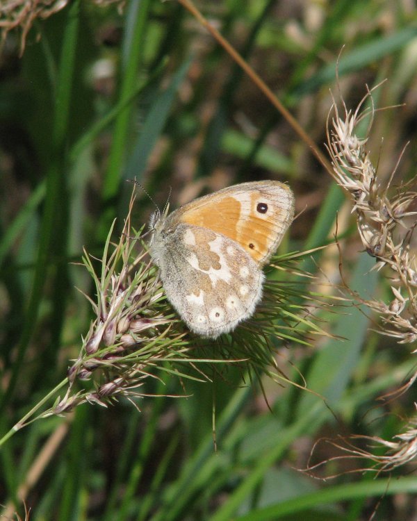 IMG_0649_Orange_Butterfly_Crop.thumb.jpg.c18bcb2b55dd2079ef9b1bcf2b177ac8.jpg