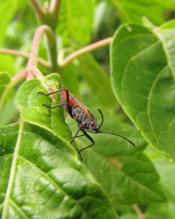 IMG_0656_Beetle_Crop.thumb.jpg.30c49ca1079002ca98b62aaaee518b81.jpg