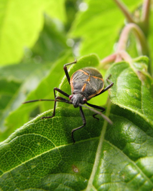 IMG_0659_Beetle_Crop.thumb.jpg.1b3d8529c7b3aae65f6c01a155d4affe.jpg