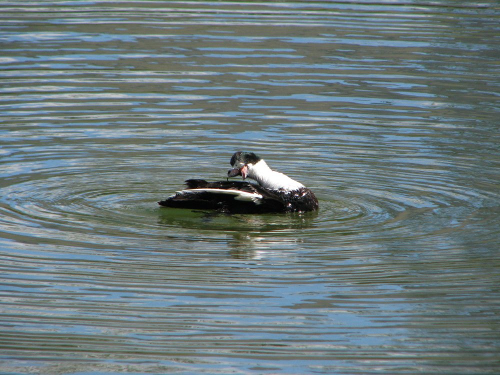 IMG_2000_DuckLOL_Darken.thumb.jpg.4c8dbca2750a29341b188e8df09bc2b2.jpg