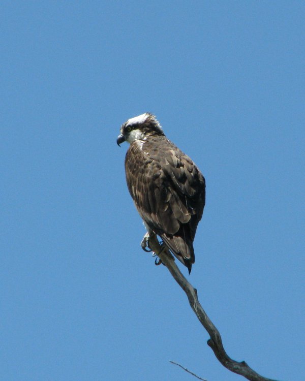 IMG_2118_Osprey_Crop.thumb.jpg.c5f263cb1ddc364804f4eb9f5225a9e9.jpg