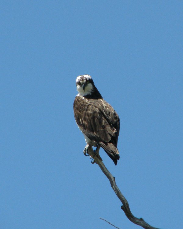 IMG_2126_Osprey_Crop.thumb.jpg.b8319317abb5d56d1ea0d340d9078dd6.jpg