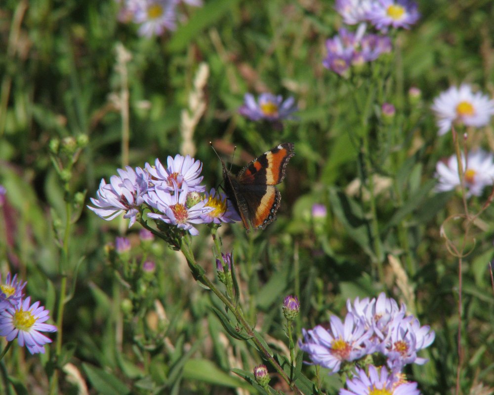 59a2374cd6cee_IMG_2410_Milberts_Tortoiseshell_Crop.thumb.jpg.4de6918d54b16a14e239563212c4ecc1.jpg